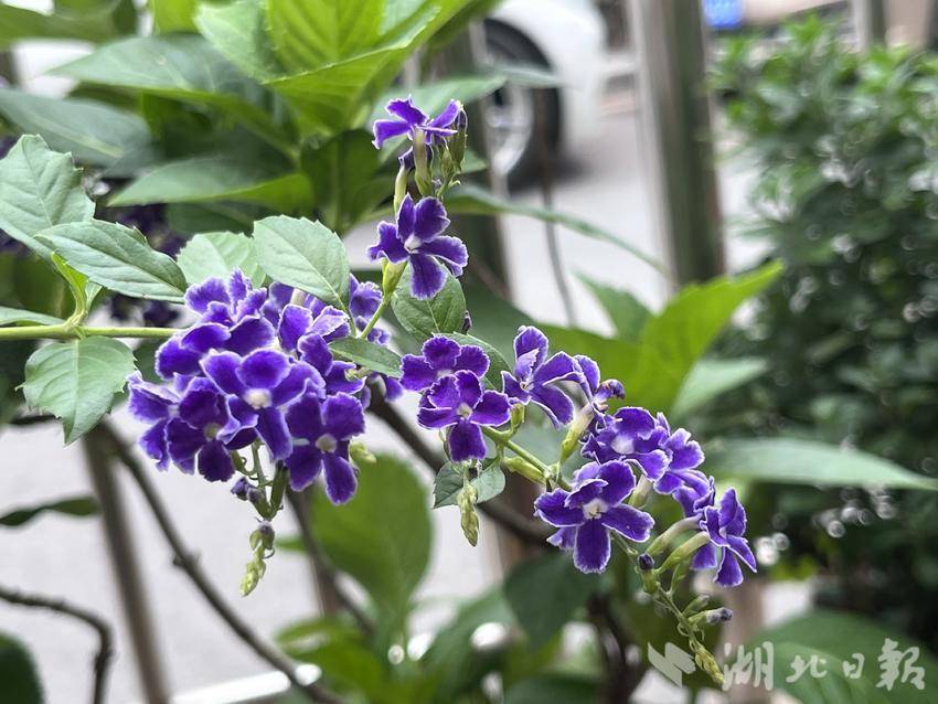 买龙和虎的那个游戏软件叫什么